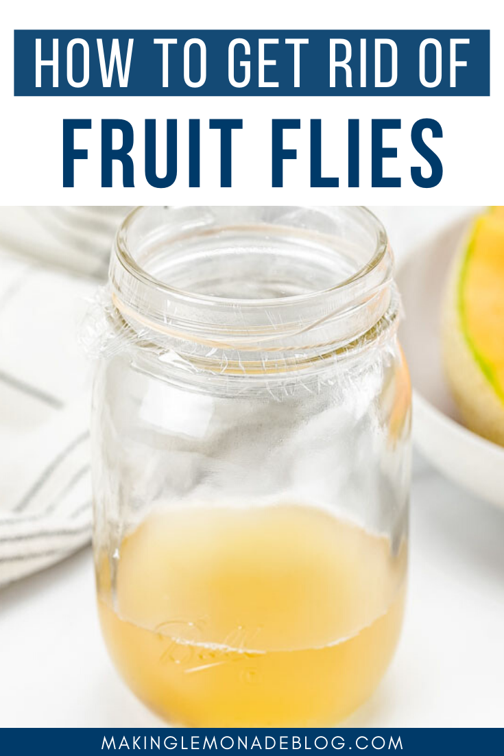 How to Get Rid of Fruit Flies (THE BEST Homemade Fruit Fly Trap)