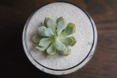 5 Beautiful Ways to Use Succulents