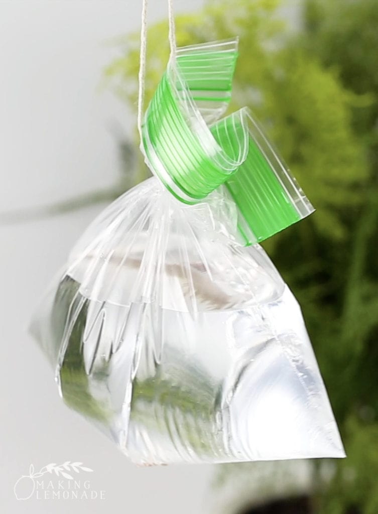 A bag of water hung up to repel flies