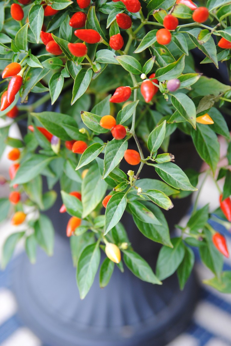 Front Porch Outdoor Decor for Fall {hello, Chili Peppers!}