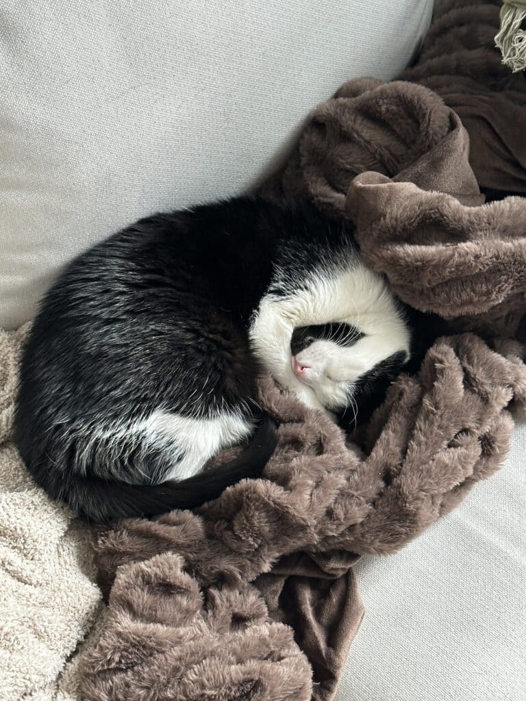 cat laying on faux fur blanket