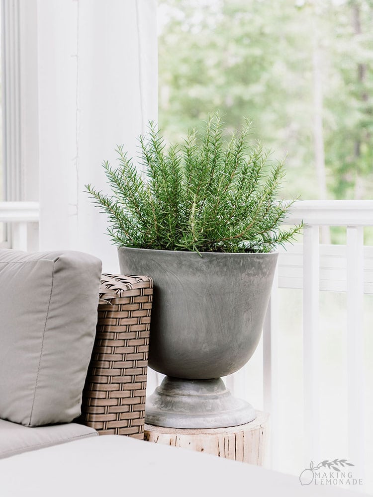 rosemary plant on porch